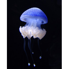 Recif'Art Phyllorhiza punctata jellyfish Jellyfish