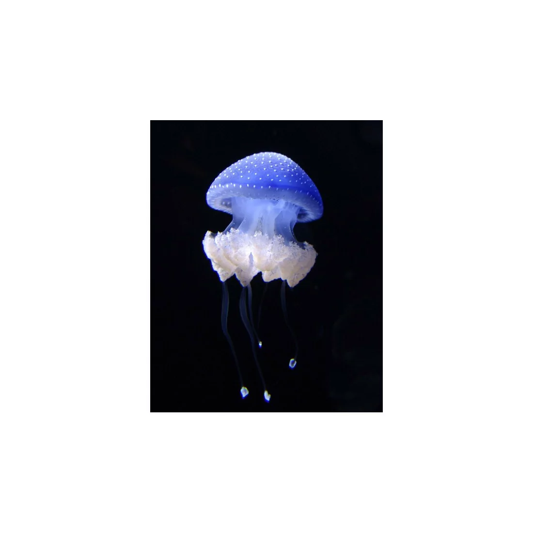 Phyllorhiza punctata jellyfish