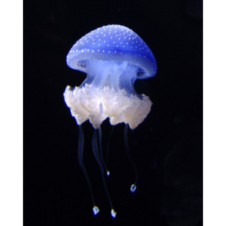 Phyllorhiza punctata jellyfish
