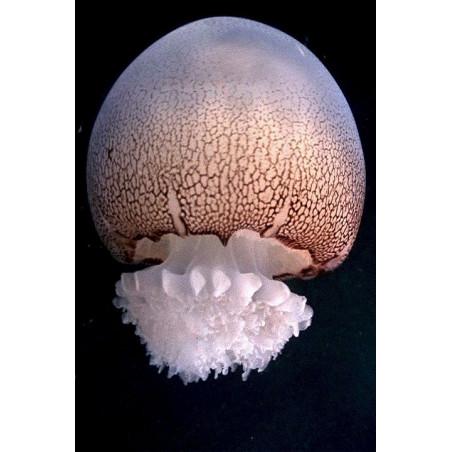Recif'Art Stomolophus meleagris jellyfish Jellyfish