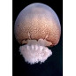 Stomolophus meleagris jellyfish