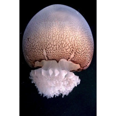 Recif'Art Stomolophus meleagris jellyfish set x2 Jellyfish