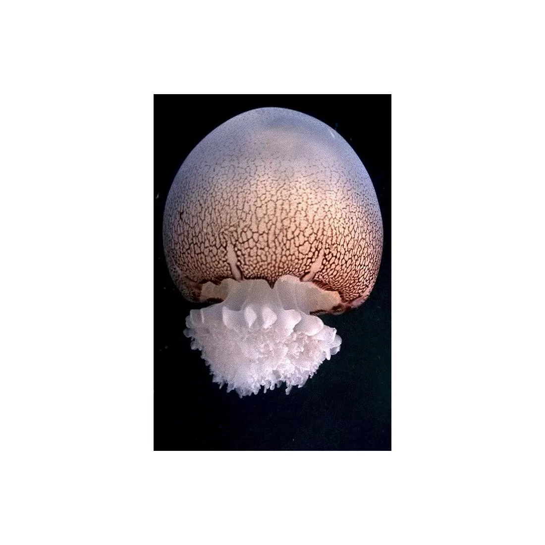 Stomolophus meleagris jellyfish set x2
