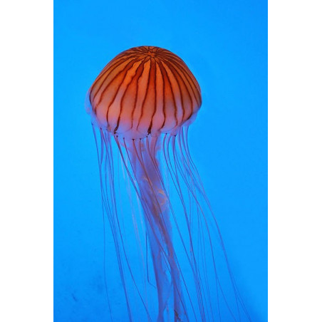 Chrysaora pacifica jellyfish