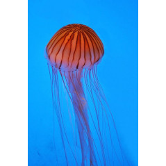 Recif'Art Chrysaora pacifica jellyfish set 2x Jellyfish
