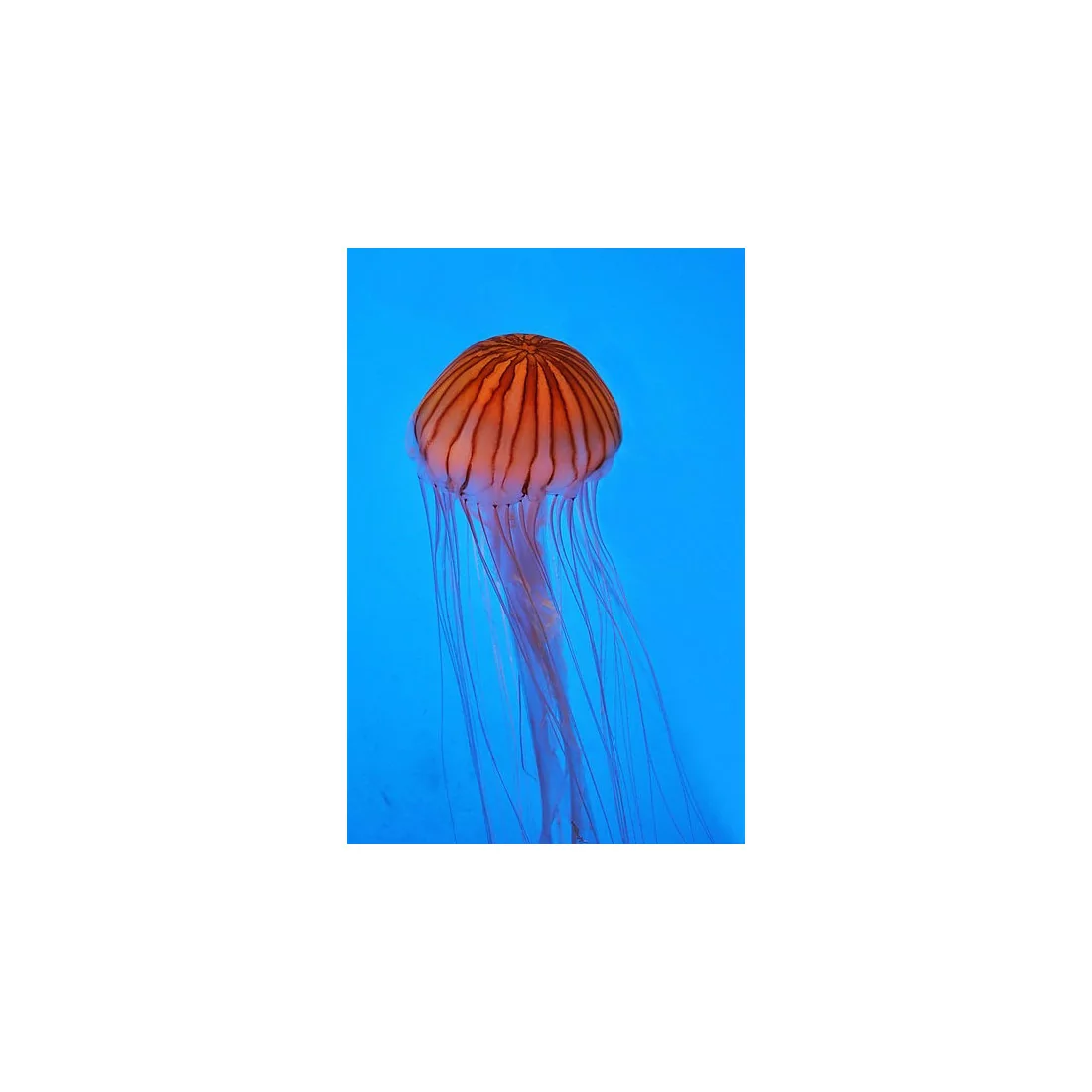 Chrysaora pacifica jellyfish set 2x