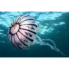 Chrysaora colorata jellyfish