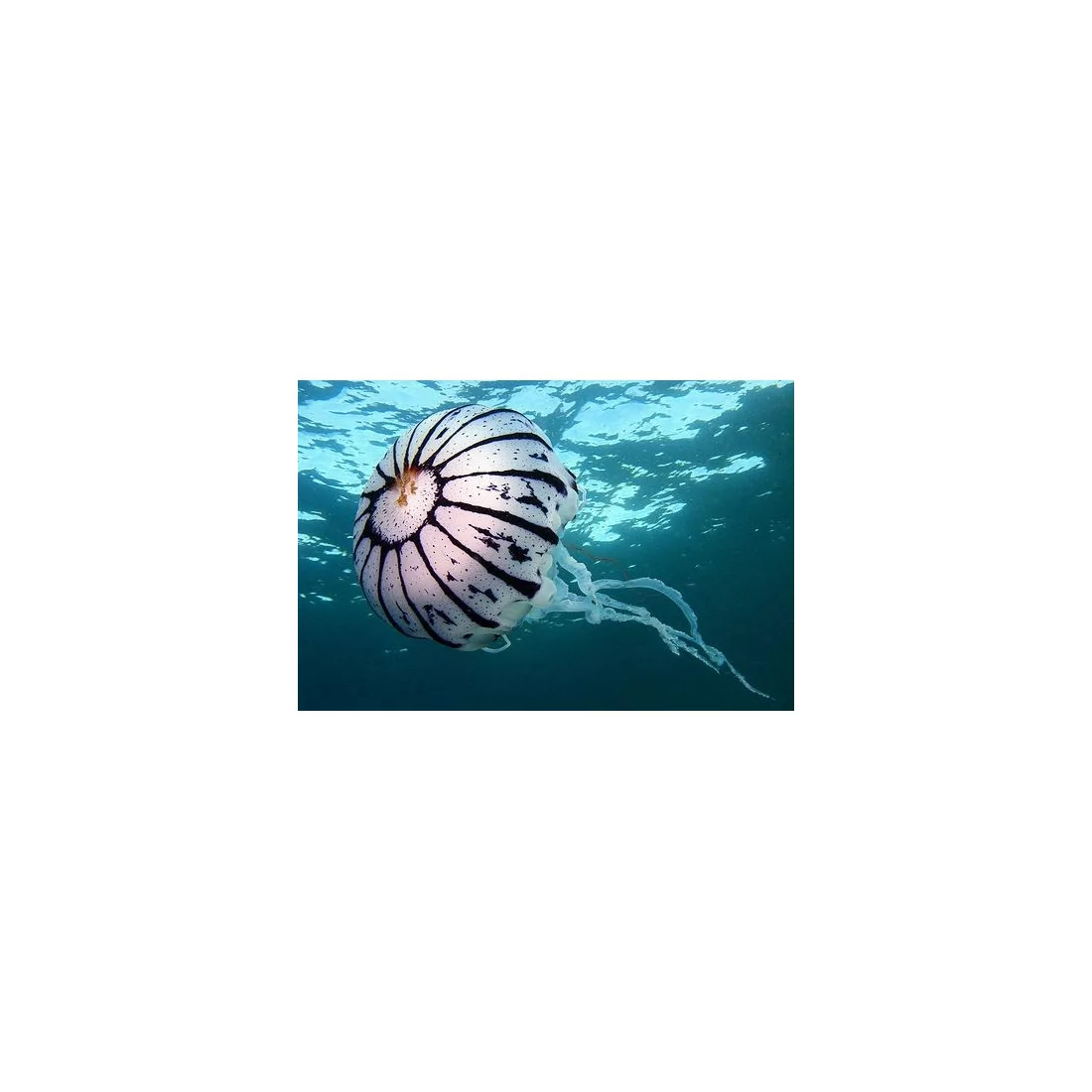 Chrysaora colorata jellyfish set 2x