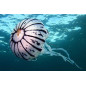 Chrysaora colorata jellyfish set 2x