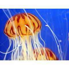Chrysaora hysoscella jellyfish