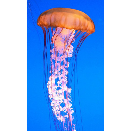 Recif'Art Méduse Chrysaora fuscescens Méduses