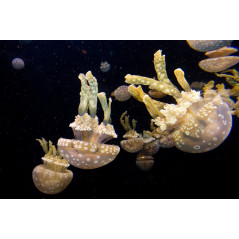 Recif'Art Méduse Mastigias papua Méduses