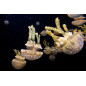 Mastigias papua jellyfish