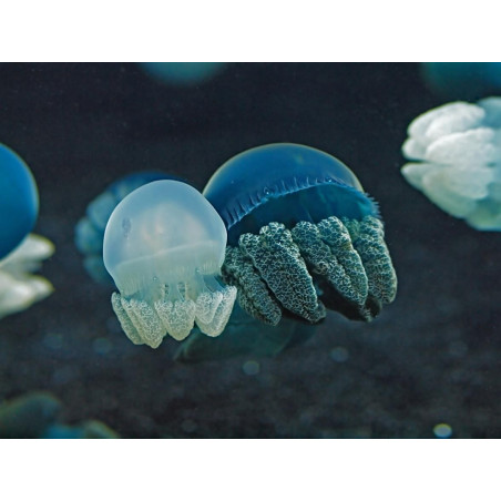 Catostylus mosaicus jellyfish