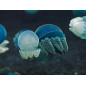 Catostylus mosaicus jellyfish