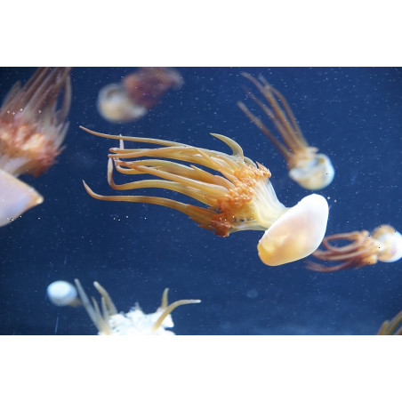 Rhopilema esculentum jellyfish