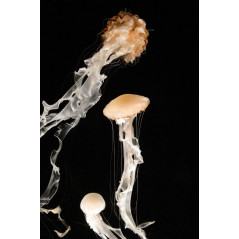 Chrysaora chinensis jellyfish