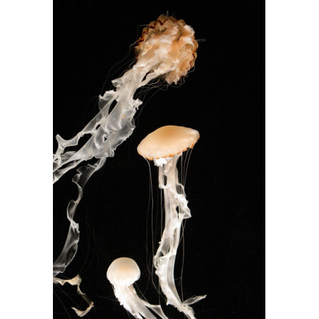 Recif'Art Méduse Chrysaora chinensis Méduses