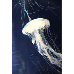 Chrysaora quinquecirrha jellyfish