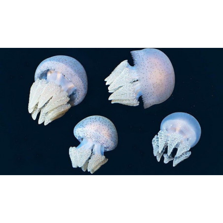 Chrysaora quinquecirrha jellyfish