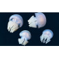 Acromitus flagellatus jellyfish