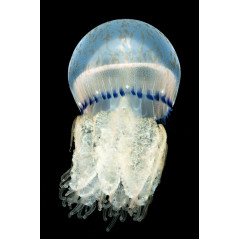 Recif'Art Méduse Lychnorhiza lucerna Méduses