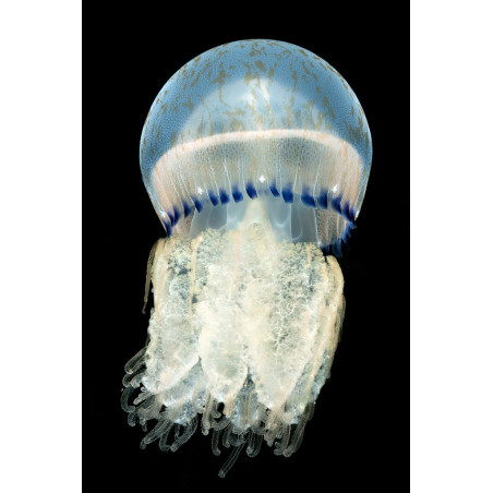 Recif'Art Qualle Lychnorhiza lucerna Medusa