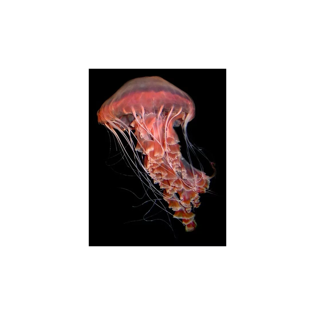 Chrysaora plocamia jellyfish