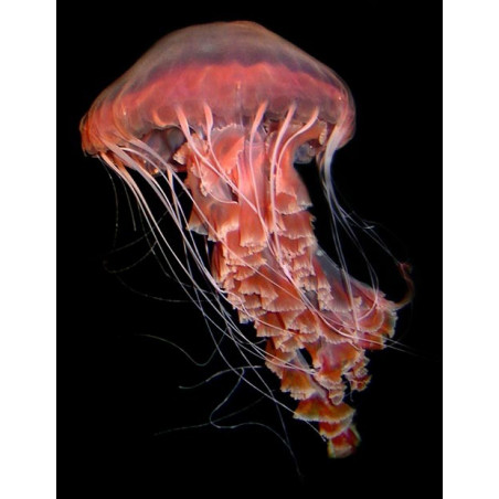 Recif'Art Méduse Chrysaora plocamia Méduses