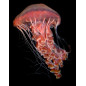 Chrysaora plocamia jellyfish