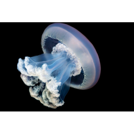 Recif'Art Méduse Rhizostoma luteum Méduses