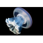 Rhizostoma luteum jellyfish