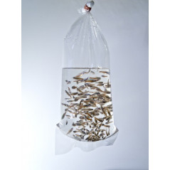 10x Transport bags for fish/coral 300x600 Others