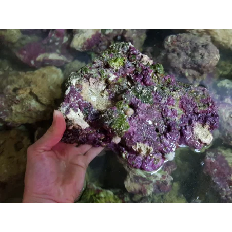 Recif'Art Pierres vivantes (Indonésie) 25kg Pierres vivantes