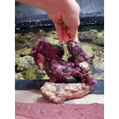 Gyvi akmenys (Indonezija) už kg