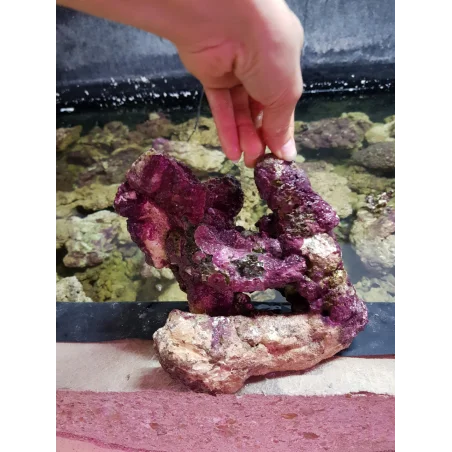 Live Stones (Indonesië) per kg