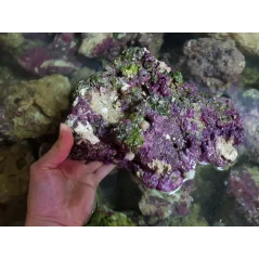 Recif'Art Piedras vivas (Indonesia) por kilogramo Piedras vivas