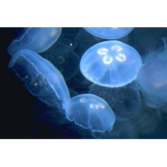 Aurelia aurita (Moon Jellyfish) 4x set (Belgium H+48)