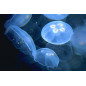 Aurelia aurita (Moon Jellyfish) 4x set (Belgium H+48)
