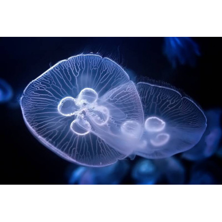 Recif'Art Aurelia aurita (Moon Jellyfish) 4x set (Belgium H+48) Jellyfish