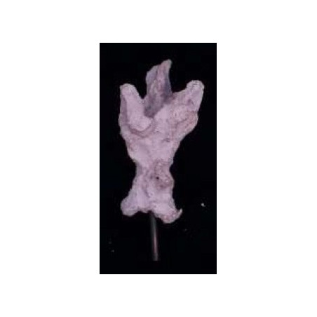 Aquaroche Acroporock XL Nez de branche Aquaroche