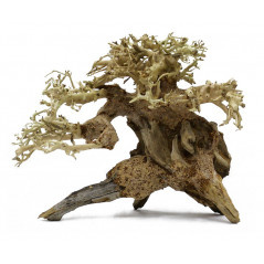 Bonsaqua Bonsai déporté gauche 12x15cm Décors