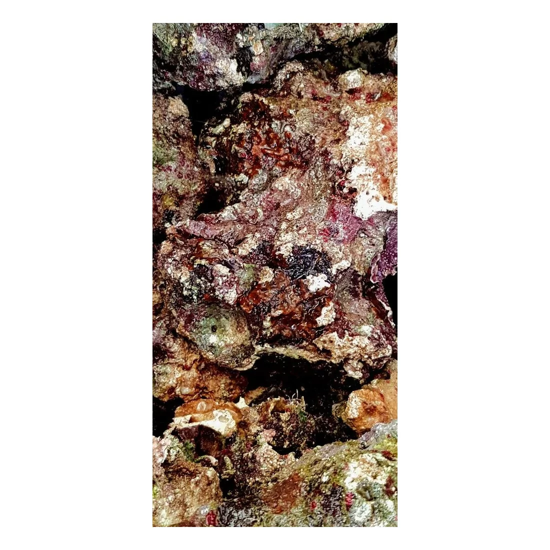 Living rocks (Caribbean) by kg