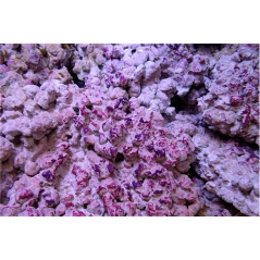 Aquaforest Pierres coralliennes vivantes 20 kg (AF) Pierres vivantes