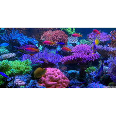 Korallen Zucht T5 Great Barrier Turquoise 80W Tubes, ...