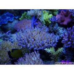 Korallen Zucht T5 Coral Light (New generation) 24W Tubes, ...
