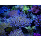 T5 Coral Light (New generation) 24W