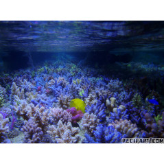 Korallen Zucht T5 Coral Light (Nouvelle génération) 24W Tubes, ...