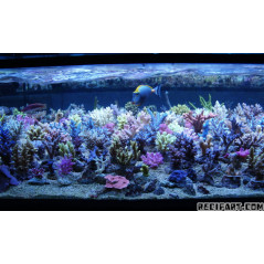 T5 Coral Light (Nouvelle génération) 54W