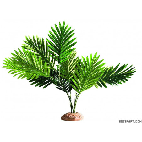 HOBBY Palm Palmier